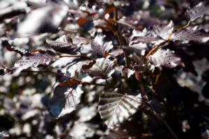 warme herfstkleuren bij winterharde bloeiende struiken welke onderhoudsvriendelijk zijn en goed in een landschapstuin passen