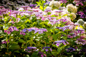 bloemenzee in een bloemrijke border in een landschapstuin welke ook prima bij bedrijven en instellingen toegepast kunnen worden door een goed tuinontwerp te laten maken