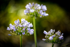 kleurrijke bloemen in een bloemrijke border in een exclusieve tuin met als doel een landschapstuin te vormen