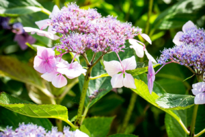 bloemrijke borders geven een landelijk gevoel aan het tuinontwerp voor een droomtuin met een groot gazon en veel bloeiende borders