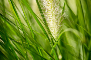 Siergras in een onderhoudsvriendelijke tuin met een heerlijke zithoek die tevens als terras dient in Nieuwegein en Linschoten