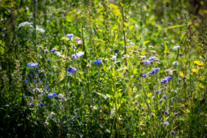 Bloeiende bloemen en planten in een landelijke tuin te Ijsselstein en Linschoten wat tevens een onderhoudsvriendelijke tuin is